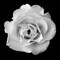 White Rose II Poster Print by Jim Christensen - Item # VARPDXCRS027